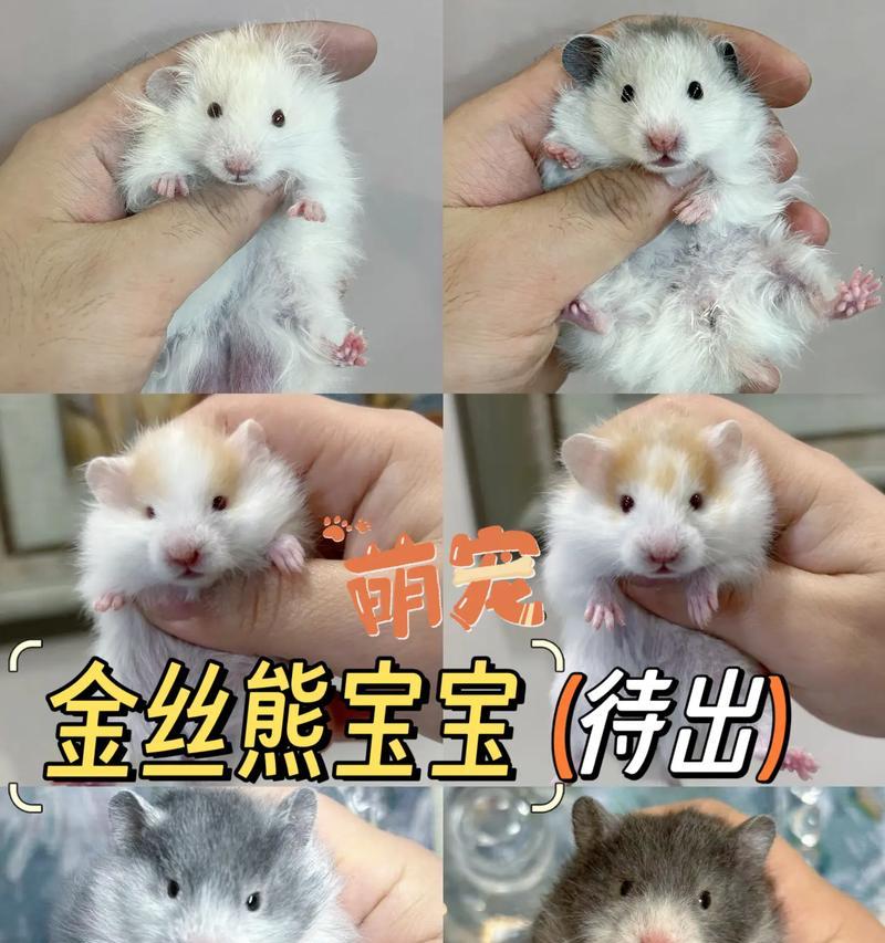 仓鼠宝宝的照顾与饲养指南（了解仓鼠宝宝的需求，给予合适的照料）