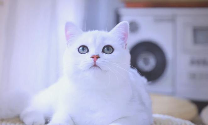 英国短毛猫价格飙升，探究背后原因（猫咪市场行情透明度如何？近年来价格一路飙升的关键因素分析）