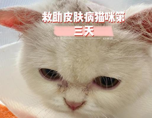 猫咪拉肚子多久算正常？（探讨猫咪拉肚子的时间范围和常见原因）