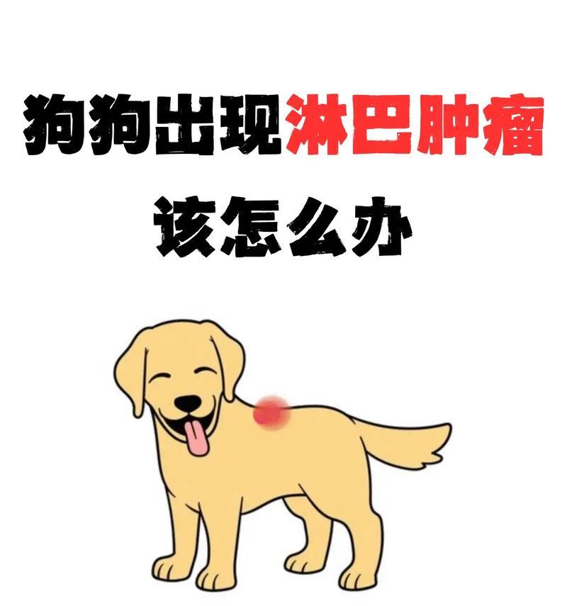 狗狗淋巴结症状及其表现（探讨狗狗淋巴结症状的早期迹象及治疗方案）