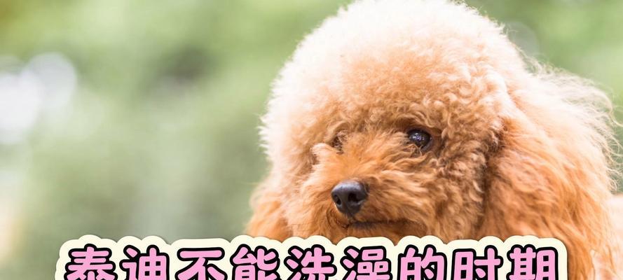 新买的狗狗多久能洗澡？（洗澡时机对狗狗健康的重要性）
