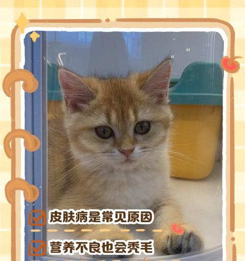 揭秘猫咪异常掉毛的三大原因（为什么猫咪掉毛不是小问题？）