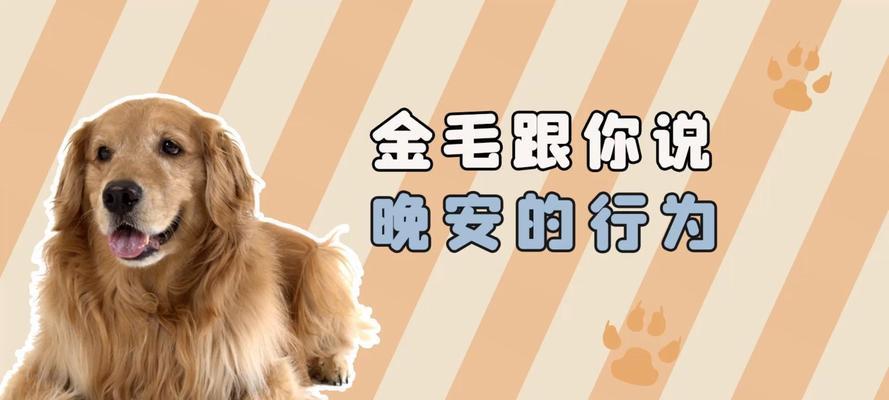 金毛宝宝每天需要睡眠多久？（探索金毛宝宝的睡眠需求以及养护技巧）