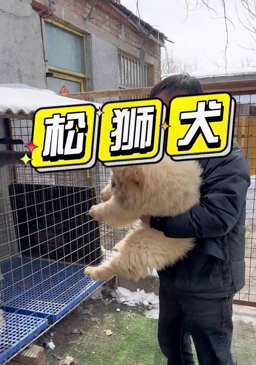 松狮犬怀孕周期及分娩过程解析（了解松狮犬的怀孕时间和分娩过程，助您照顾好母犬和宝宝）