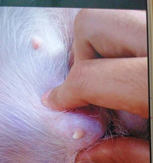 探究狗乳腺肿瘤的症状及治疗方法（了解狗乳腺肿瘤常见症状与治疗手段）