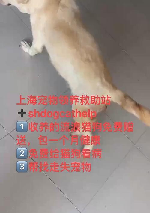 解决小猫看病难题，这些网站帮得上忙（多种选择一键搞定，让小猫的健康不再为难）