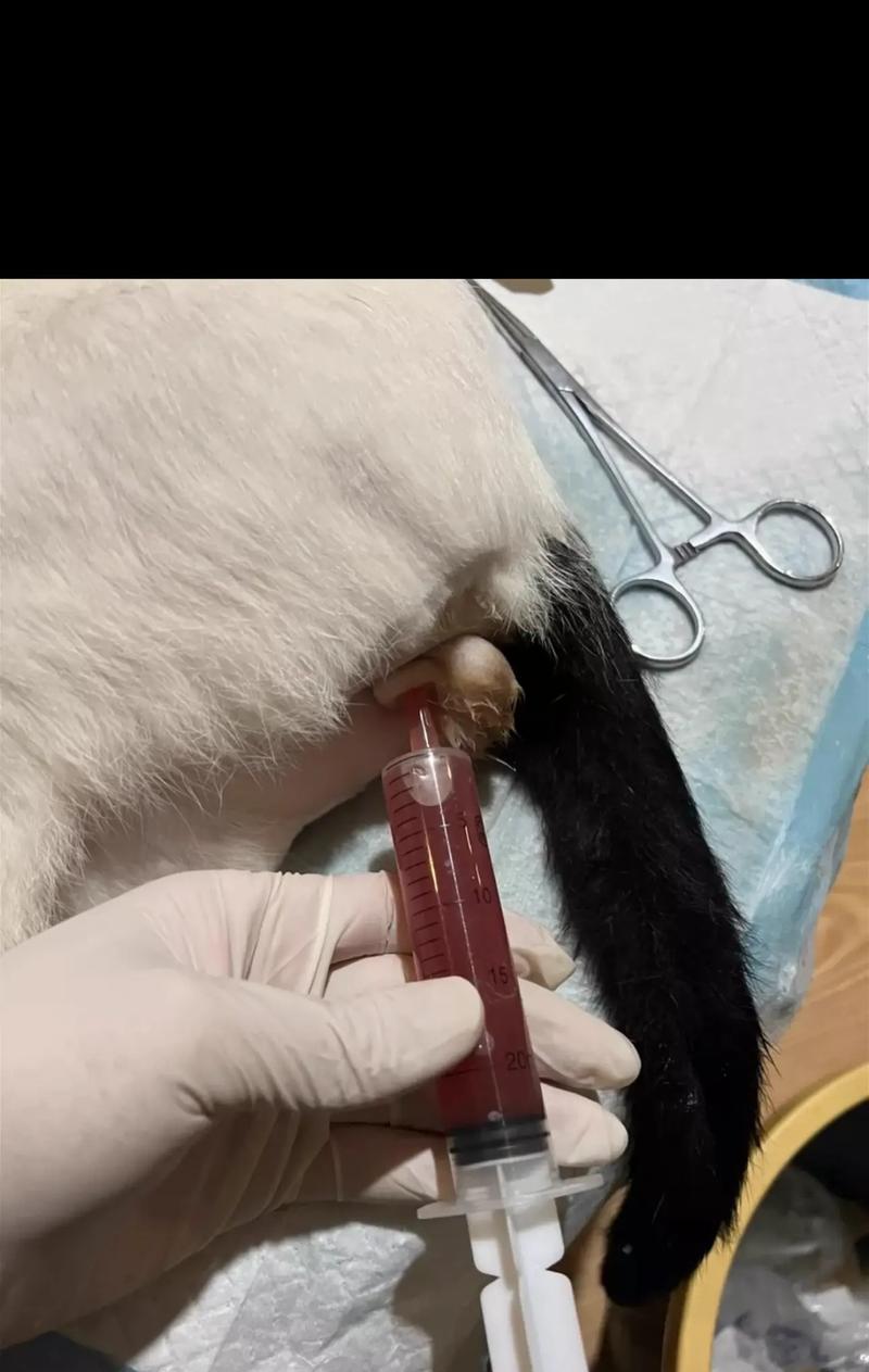 母猫绝育后多久可以恢复活动？（了解母猫绝育手术后的恢复时间及注意事项）