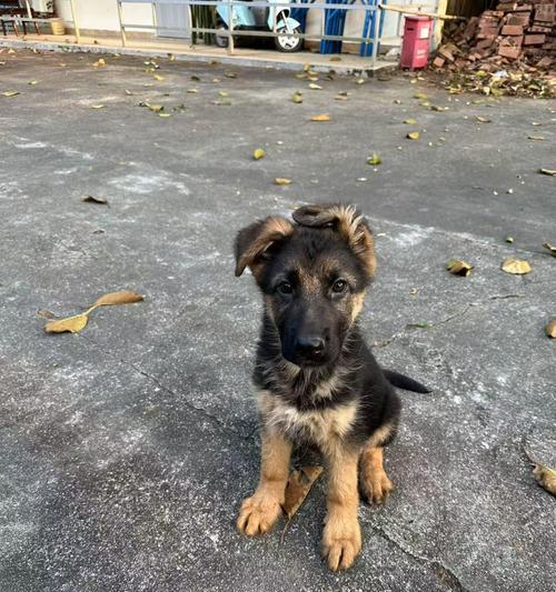山东宠物犬养殖基地盛况如何？（了解山东宠物犬养殖基地的规模、品种和市场需求）