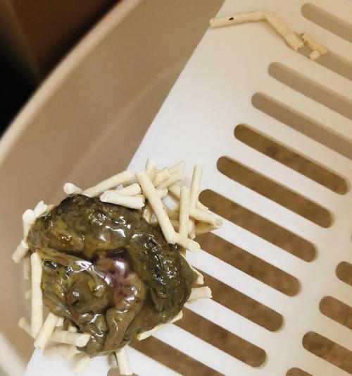 小猫的排便频率及影响因素（月龄与排便频率的关系、饮食习惯的影响以及排便异常的注意事项）