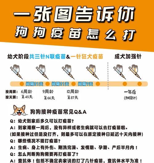 小狗打完育苗后多久可以洗澡？（了解适当的洗澡时间，宠物狗健康无忧）