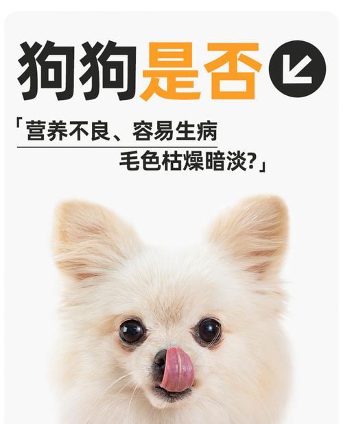 比熊一袋狗粮能吃多久？（探究比熊食量及狗粮使用期限的关系）