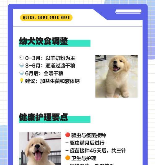 金毛幼犬驱虫指南（了解金毛幼犬的驱虫周期与方法）