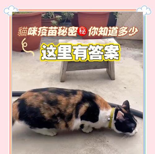 猫空运（详解猫空运前需要打的关键性疫苗及注意事项）