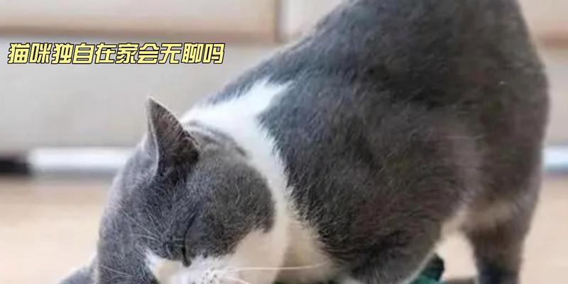 猫独自在家无食吃或生病不食能活多久？（猫咪的饮食和健康对其生存的重要性）