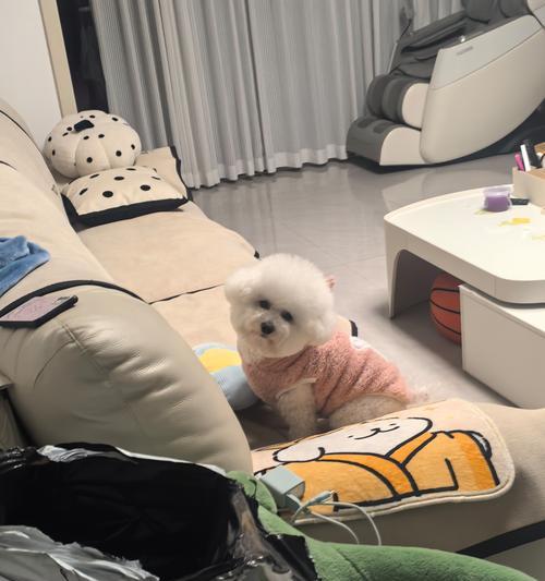 博美幼犬的合理狗粮摄入量（体重、体质与狗粮类型如何决定狗粮摄入量）