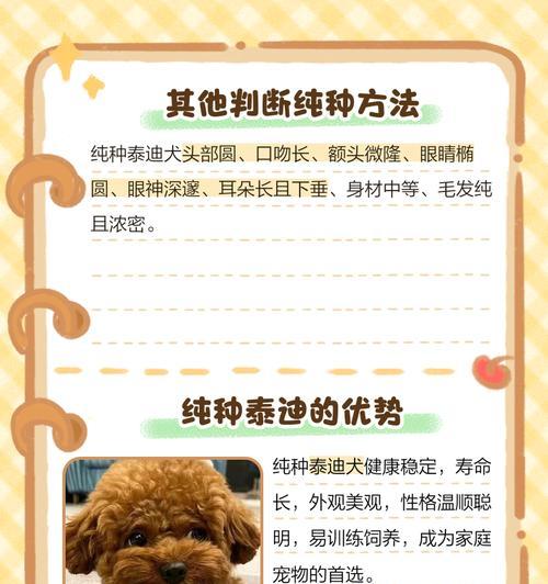 宠物泰迪的指甲修剪时间是多久一次？（了解泰迪指甲修剪的最佳频率和方法）
