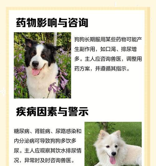 狗狗为什么会大量喝水？（探究狗狗多喝水的7种情况）