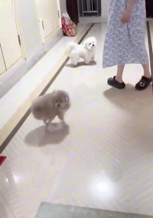 泰迪和比熊（4招教你轻松辨别这两个品种）