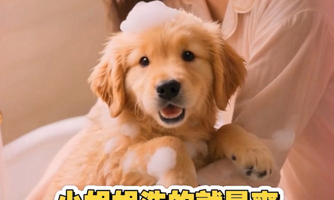 金毛的月经期洗澡时间（了解金毛犬月经期洗澡的最佳时机及注意事项）