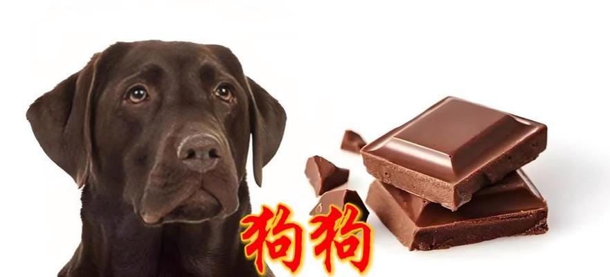 狗狗禁食巧克力（狗狗不能吃的食物有哪些？如何保护狗狗的健康？）