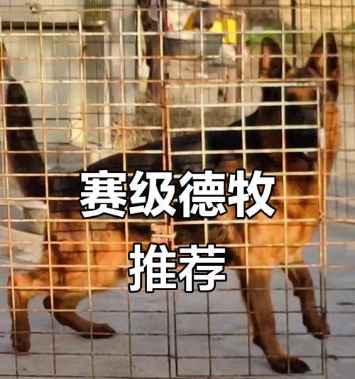 德牧的多种作用（德牧在社会、工作和家庭中的重要角色）