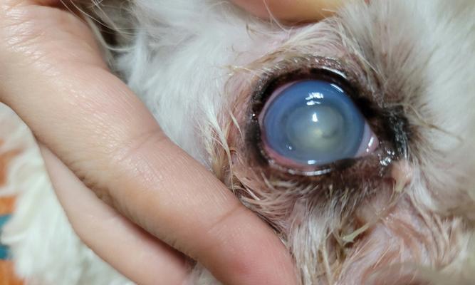 探索狗狗溃疡病的症状、治疗和预防方法（一窥狗狗溃疡病的危害与应对之道）