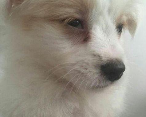 狂犬病症状大揭秘（揭示你不知道的患狂犬病狗的症状与风险）