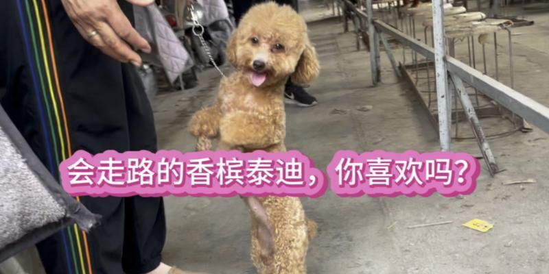 泰迪犬出生多久能走路？（泰迪犬成长的重要里程碑及其关键因素分析）