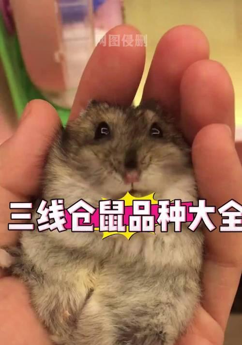 银狐仓鼠的寿命及影响因素（了解银狐仓鼠寿命的关键因素，提高养护技巧）