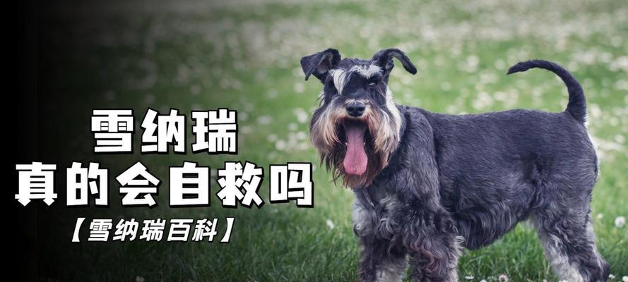 狗狗带回家多久后可以外出活动？（犬只健康成长的关键期及必要预防措施）