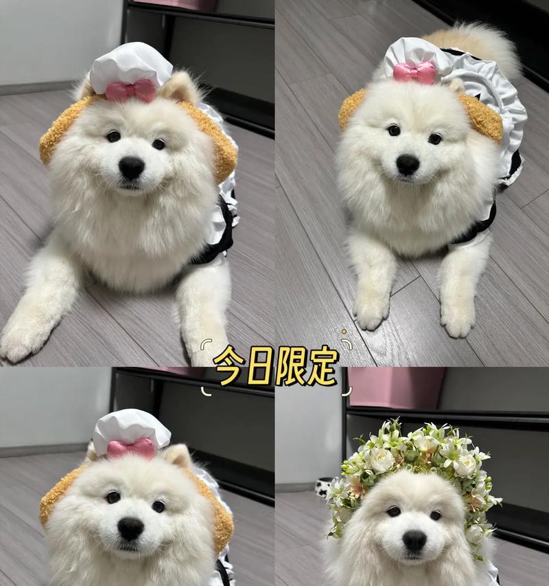 以萨摩出生多久打疫苗（探索适合萨摩犬接种疫苗的最佳时机）