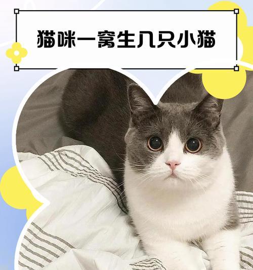 猫咪生小猫的时间和过程（了解猫咪的繁殖周期与生育过程，探究生小猫的奇妙旅程）