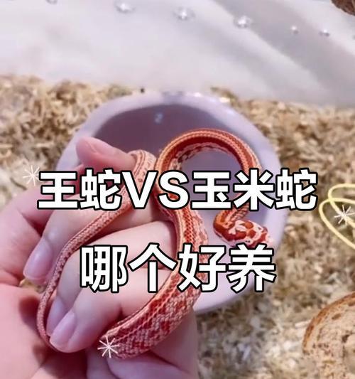 玉米锦蛇的神秘之旅（探索玉米锦蛇的生态习性与生存之道）