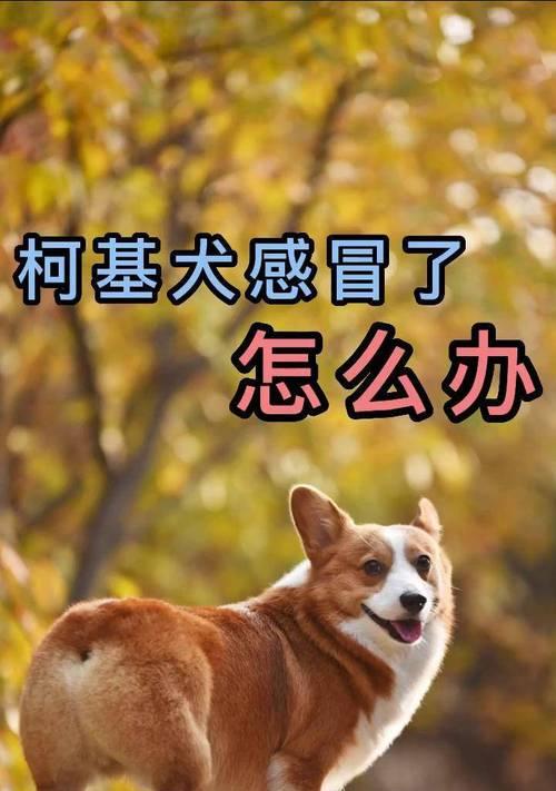 小狗感冒的治疗方法（简单有效的方式来帮助小狗康复）