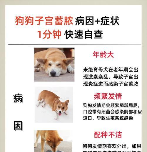 狗狗蛋蛋化脓的治愈时间及方法（探究狗狗蛋蛋化脓的治疗周期和有效措施）
