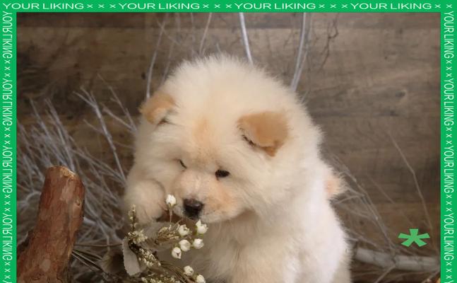 松狮犬（探索松狮犬的优缺点和如何与之相处）