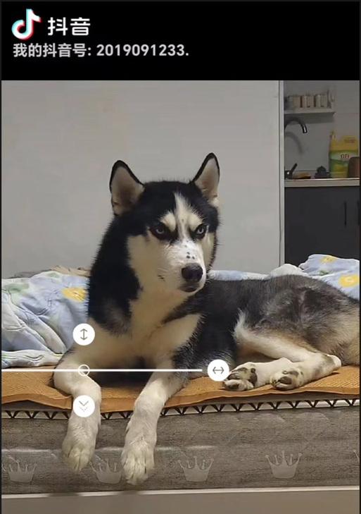 哈士奇的陪伴时间（探索哈士奇陪伴主人的时间分配）
