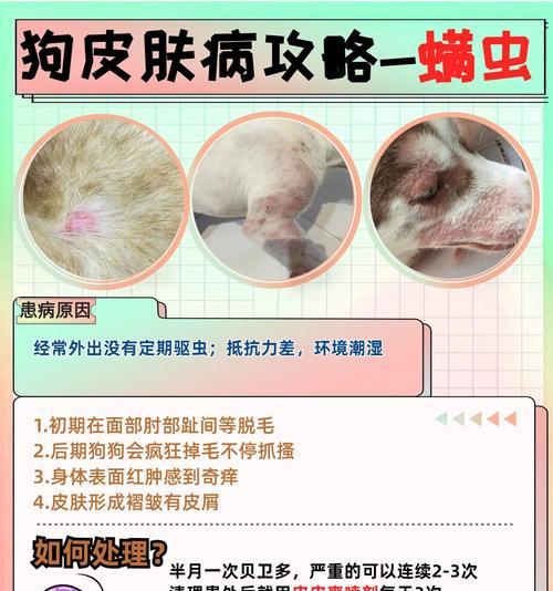 狗狗螨虫（揭秘狗狗螨虫影响毛发生长的时间）