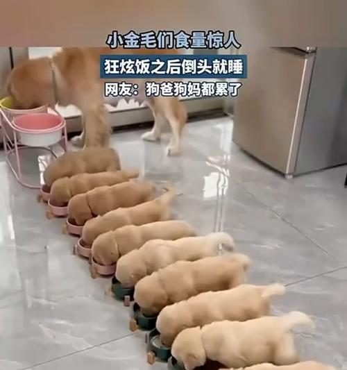 养一只金毛的开销及注意事项（了解金毛的养育成本和经济负担，才能做出明智选择）