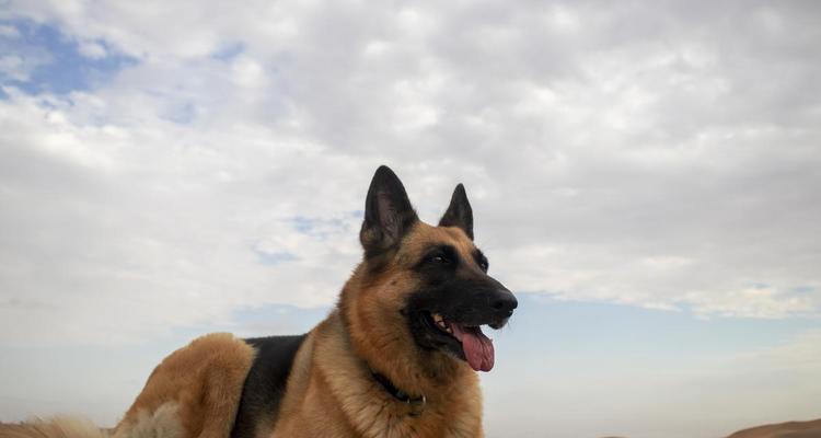 如何训练德牧成为更凶猛的看家犬（四个方法帮你快速提升德牧的警戒本能）