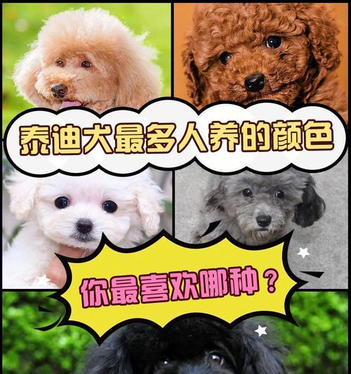 探讨最适合作为宠物的泰迪品种（选择合适的泰迪品种，给你的宠物生活带来更多欢乐）