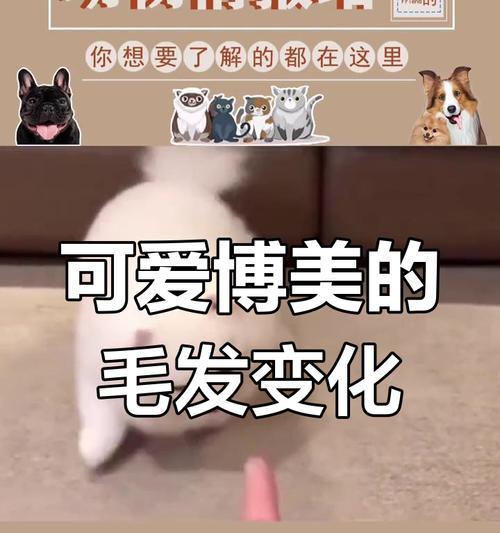 大博美换毛期有关知识解析（了解大博美换毛周期及护理技巧，让你的狗狗更舒适）
