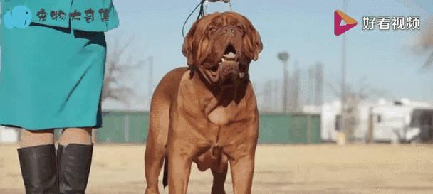 世界上最凶悍的猛犬是谁？（探寻猛犬界的霸主，藏獒只能算小弟？）