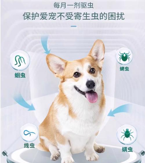 泰迪打完疫苗后适合进行体外驱虫吗？（了解泰迪疫苗和体外驱虫的最佳时间安排）