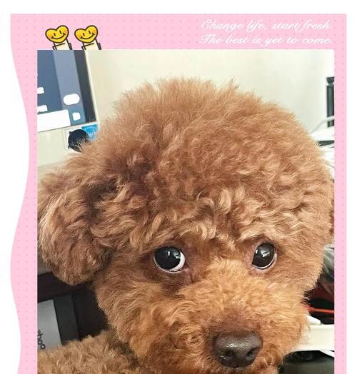 养好一只贵宾犬的秘诀（细致关爱与科学饲养，打造健康快乐的贵宾犬生活）