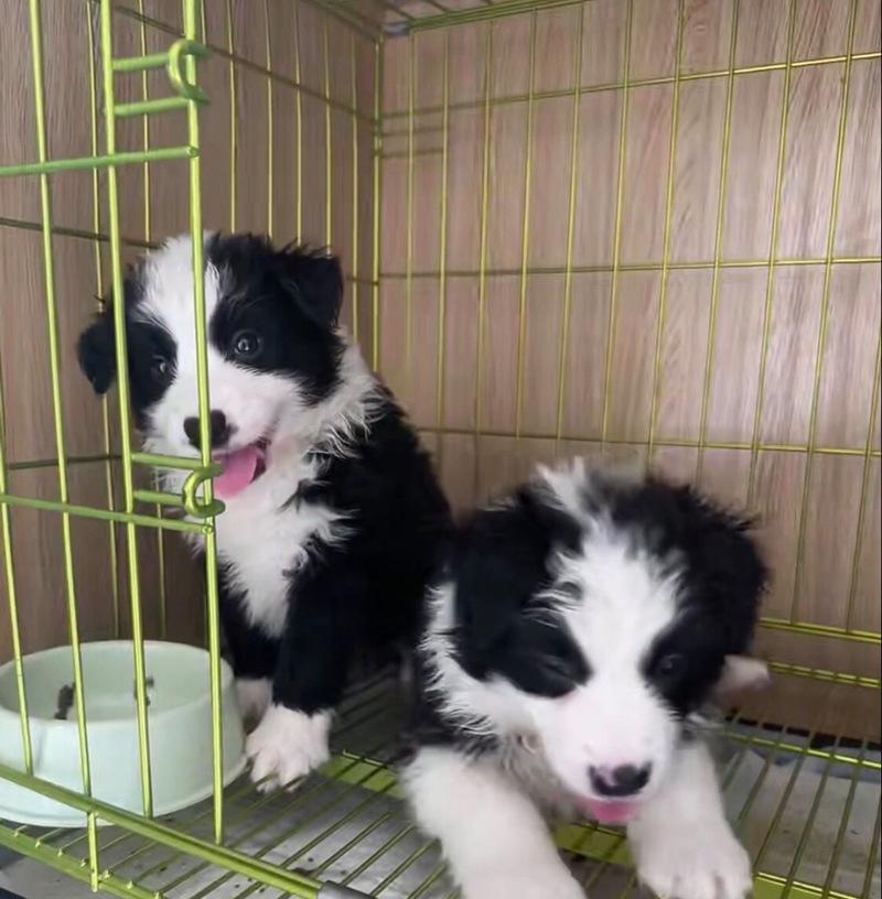 探索石家庄天都的犬舍世界（了解石家庄天都犬舍的特点和优势）