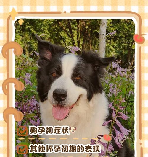 狗的怀孕周期和分娩过程（揭秘狗狗怀孕到分娩的奥秘，从受孕到产仔全过程！）