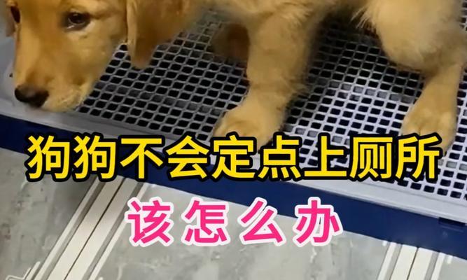 成年狗大小便频率与习惯（探讨成年狗排便频率及如何培养正确大小便习惯）