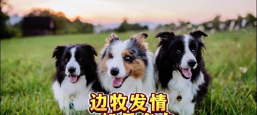 边牧例假时间及相关知识（探寻边牧例假的周期和特点）