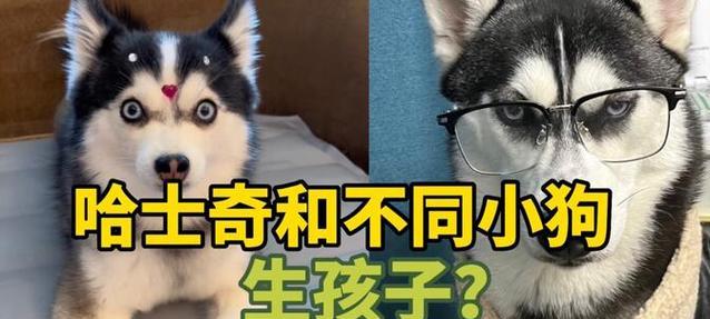 哈士奇配种时间的疑问解答（了解哈士奇配种周期，为繁殖做好准备）